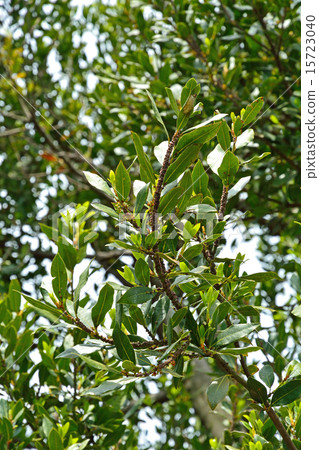 樹:蚊子家庭 樹:蚊子家庭 15723040