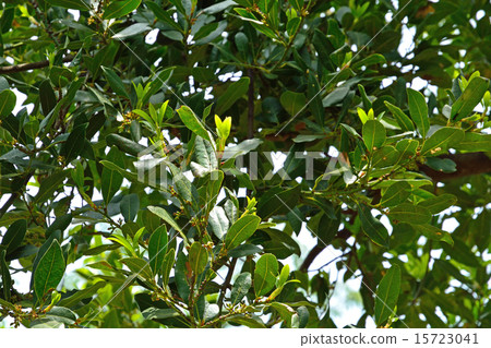 樹：蚊子家庭 15723041