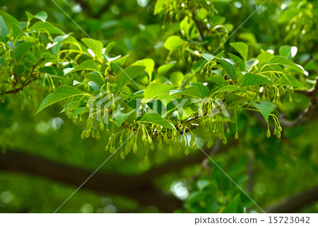 樹：Ekonoki Egonomaceae 15723042