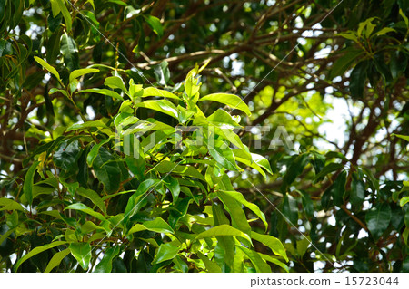 樹：Ugi Mokusei Moxui家族 15723044