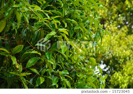 樹:Ugi Mokusei Moxui家族 樹:Ugi Mokusei Moxui家族 15723045