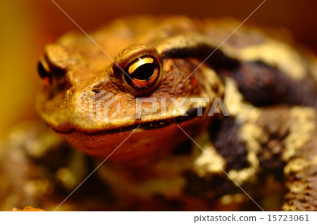 Toad 15723061