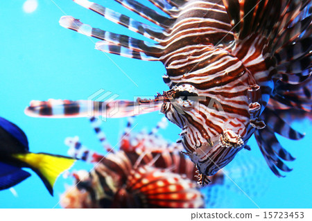 Hanturkey魚 Hanturkey魚 15723453