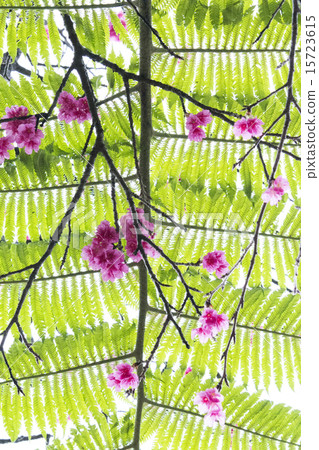 Cherry Okinawa Hikanzakura 15723615