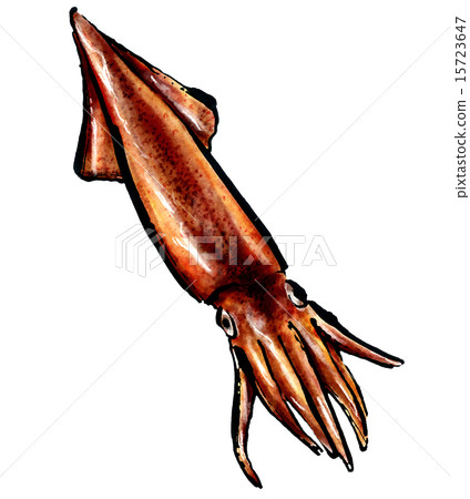 Squid 15723647