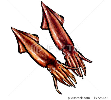 烏賊 烏賊 15723648