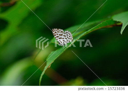 Butterfly 2 15723836