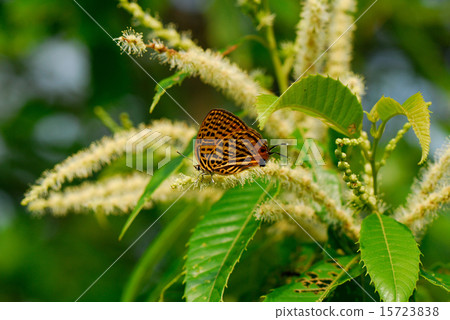 Butterfly 4 15723838