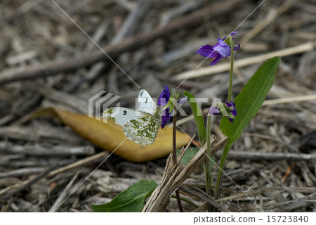 Butterfly 6 Butterfly 6 15723840