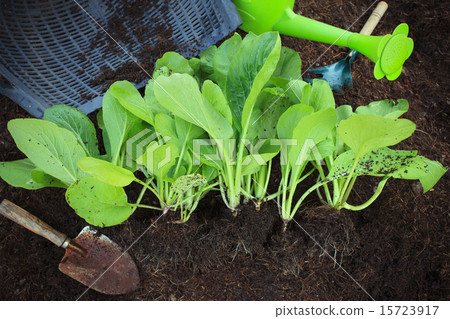 fresh green vegetable leaves in  garden 15723917