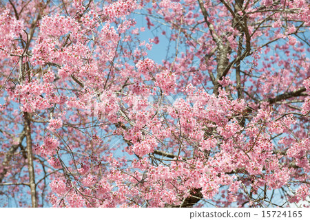 Pink sakura at Thailand 15724165