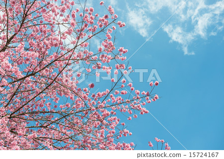 Pink sakura at Thailand 15724167