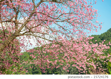 Pink sakura at Thailand 15724176