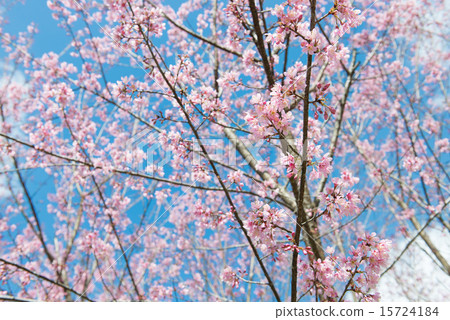 Pink sakura at Thailand 15724184
