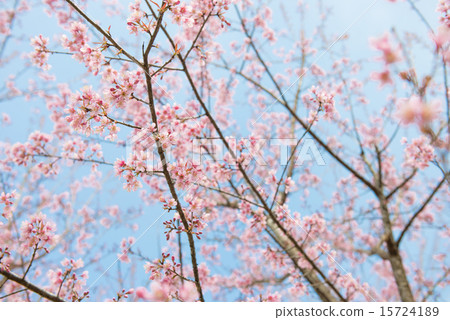 Pink sakura at Thailand 15724189