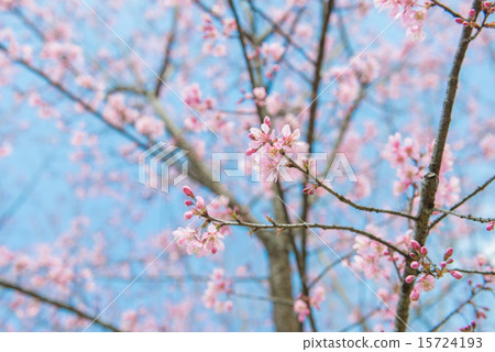 Pink sakura at Thailand 15724193