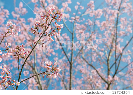 Pink sakura at Thailand 15724204