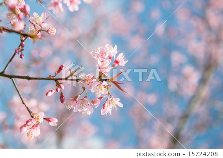 Pink sakura at Thailand 15724208
