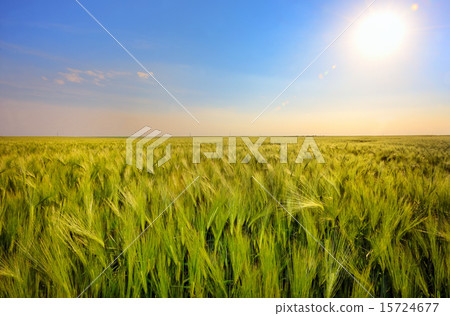 Green wheat field Green wheat field 15724677