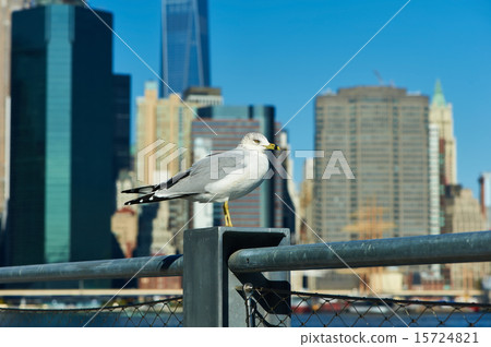 Seagull with Manhattan in background. Seagull with Manhattan in background. 15724821