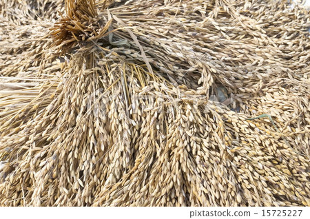 Rice is drying Rice is drying 15725227