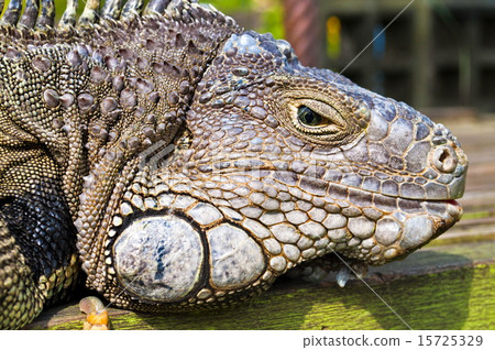 Iguana Head 15725329