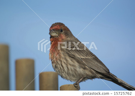 Mexico Machico 15725762