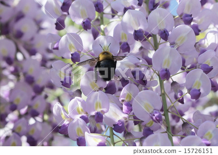 A bear sticking wisteria flower nectar A bear sticking wisteria flower nectar 15726151
