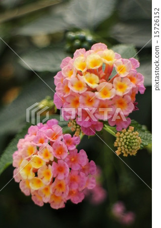Lantana Lantana 15726152
