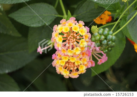 Lantana 15726153
