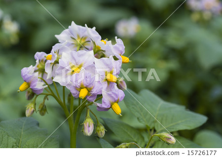 Potato flowers 15726177