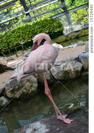 火烈鳥的頭髮修剪 火烈鳥的頭髮修剪 15726495