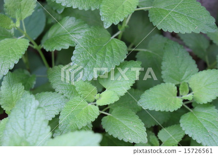 檸檬香蜂草（梅利莎） 15726561