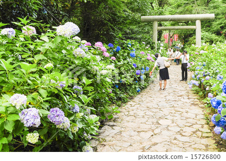 繡球花姿勢 15726800