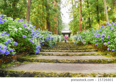繡球花和入口 繡球花和入口 15726801