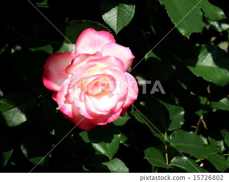 Jubilele Prince de Monaco(玫瑰) Jubilele Prince de Monaco(玫瑰) 15726802