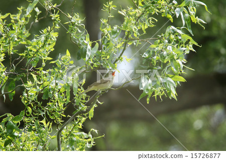 Oyo Yoshikiri 15726877