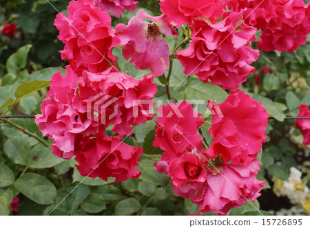 Permanent wave rose 03 15726895