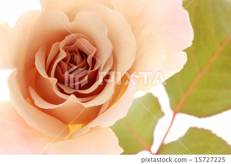 Barra Julia 15727225