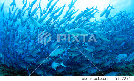 A group of Yoronoshima ginkgo birds 15727255