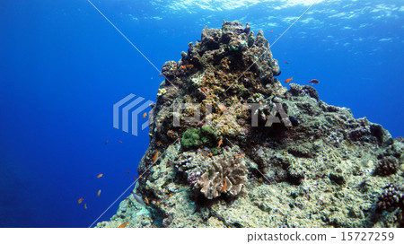 Yoron Island beautiful underwater landscape 15727259