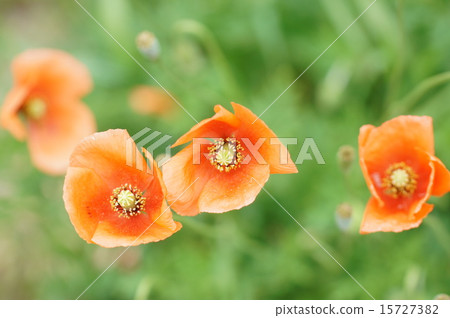 Nagami hinagishi 15727382