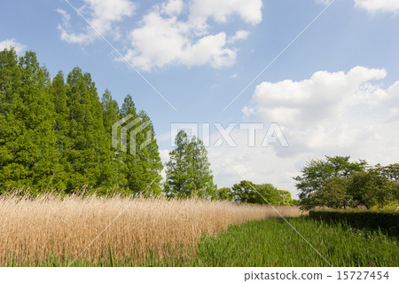Fresh green larch forest Fresh green larch forest 15727454