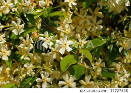 Teiya Kazura in full bloom 15727868