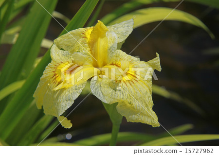 Green iris green leaf gold Green iris green leaf gold 15727962