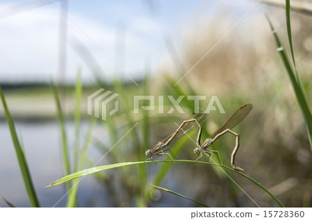 Laying eggs of Otsunomembo 15728360