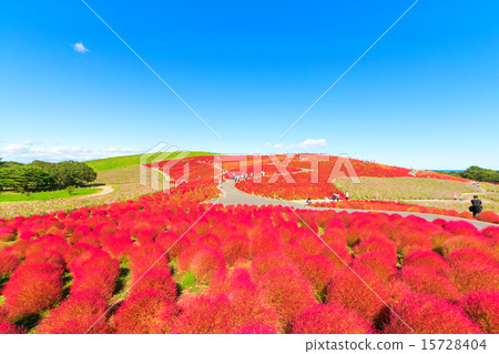 Red Kokia Hill Red Kokia Hill 15728404