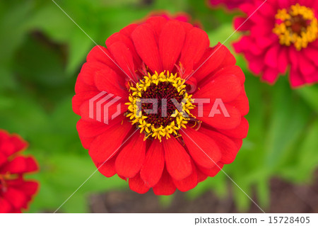 Red cerebrum Red cerebrum 15728405