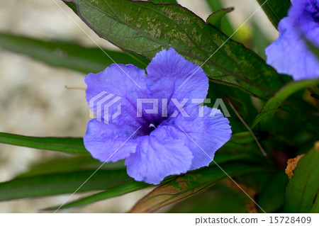 Rueria·Simplex，Foxtinaeidae，墨西哥〜拉丁美洲 15728409