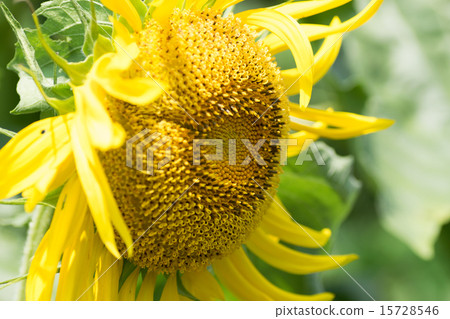 Titan (food gigantic sunflower) Titan (food gigantic sunflower) 15728546